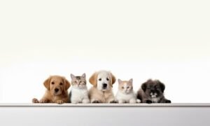 30206651-ai-gerado-pano-de-fundo-com-ass-do-fofa-animais-de-estimacao-filhotes-e-gatinhos-sentado-juntos-em-uma-branco-fundo-gratis-foto-1763849116.jpg